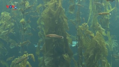 Vai trò của rái cá biển trong cân bằng hệ sinh thái ở California, Mỹ
