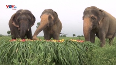 Ấn Độ: Tiệc chiêu đãi dành cho những con voi nhân Ngày Voi Thế giới