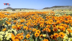 Nam Phi: Quyến rũ những thảm hoa dại cuối đông