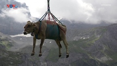 "Bò bay" trên núi ở Thụy Sĩ