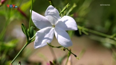 Thu hoạch loài hoa tạo ra nước hoa Chanel số 5 danh giá