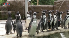 Chim cánh cụt Thái Lan “giữ dáng” trong mùa dịch