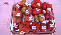 Thú vị cuộc thi quả cà chua xấu nhất Tây Ban Nha?