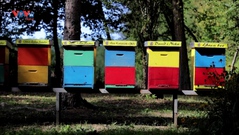 Croatia: “Khách sạn tổ ong” dành cho những người nuôi ong bận rộn
