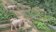 Đàn voi di cư ở Trung Quốc đã quay về nhà