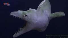 Peru phát hiện hộp sọ của loài cá voi cổ