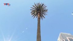 Người dân Mexico City chia tay cây cọ biểu tượng