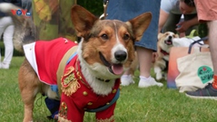 Cuộc diễu hành chó Corgi nhân Đại lễ Bạch Kim của Nữ hoàng Anh