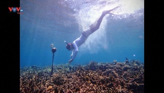 Indonesia: Theo dõi sức khỏe của các rạn san hô bằng cách 'lắng nghe' âm thanh của chúng
