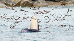 Mãn nhãn chứng kiến cá voi xanh săn mồi ở vùng biển Đề Gi, Bình Định