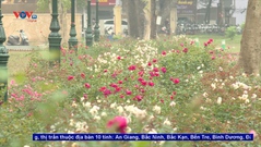Hàng rào hoa hồng - Điểm nhấn mới của phố đi bộ Trần Nhân Tông (Hà Nội)