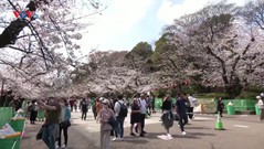 Nhật Bản: Mùa hoa anh đào nở sớm hút khách tham quan