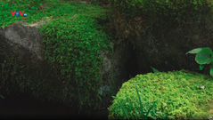 Vẻ đẹp của rêu trong những khu vườn Nhật Bản