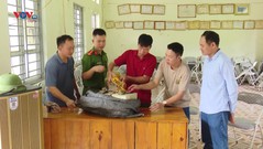 Sơn La: Khó khăn trong xử lý tình trạng kích giun đất