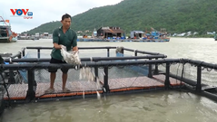 Phát triển bền vững nghề nuôi cá lồng bè ở Kiên Giang