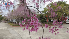 Đầu xuân ngắm hoa anh đào trên Cao nguyên Mộc Châu, Sơn La