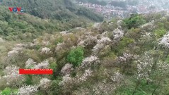 Hoa ban nở trắng trời thu hút khách đến cao nguyên Mộc Châu