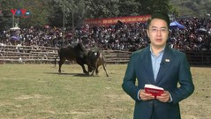 Lễ hội chọi bò độc đáo ở Cao Bằng