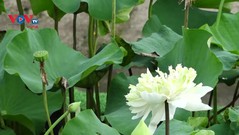 TP Sa Đéc, Đồng Tháp: Những bè hoa sen khổng lồ khoe sắc trên rạch Cái Sơn