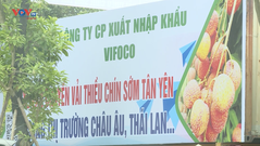 Bắc Giang xúc tiến tiêu thụ vải thiều chín sớm