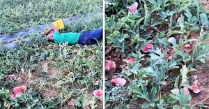 Nghệ An: Điều tra, xác định nhanh 5 đối tượng thực hiện hành vi trộm cắp, hủy hoại tài sản của nông dân