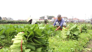 Doanh thu bình quân của mỗi trang trại tại Hà Nội đạt 2,2 tỷ đồng/năm