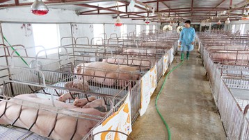 Tái đàn chăn nuôi bảo đảm nguồn cung thực phẩm cuối năm: Chú trọng quản lý tốt dịch bệnh