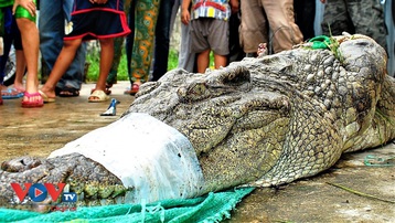Cá sấu liên tiếp sổng chuồng ở Cà Mau: Người dân lơ là, quy định thiếu chặt chẽ