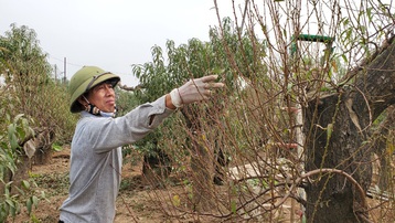 Người làm nghề trồng đào Nhật Tân lo cho vụ mùa dịp Tết Nguyên đán