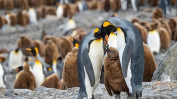 Tảng băng lớn nhất thế giới sắp va vào đảo cư ngụ của hàng triệu con chim cánh cụt