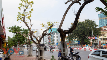 Nhiều cây sưa đỏ chết bất thường trên phố Nguyễn Văn Huyên