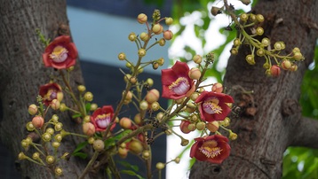 Ngọc kỳ lân - loài cây hoa đẹp thường nhầm với cây Sala  