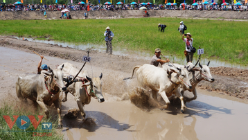 Nhớ hoài lễ hội đua bò Bảy Núi An Giang