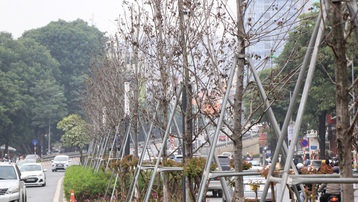 Những cây phong lá đỏ khô héo, nứt toác trên đường phố Hà Nội