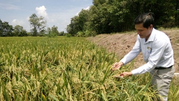 Tiền Giang: Mô hình sản xuất lúa ứng dụng công nghệ cao lợi nhuận mỗi vụ gần 20 triệu đồng/ha