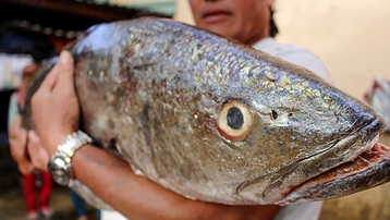Cá lạ nghi là sủ vàng nặng 18 kg dính lưới ngư dân