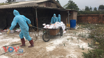 Quảng Ninh xuất hiện ổ dịch cúm gia cầm H5N6