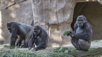 8 con khỉ đột tại vườn thú Mỹ dương tính với SARS-CoV-2