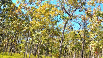 Mê hoặc rừng khộp mùa thay lá
