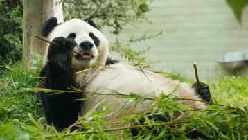 Vườn thú Scotland có thể phải trả gấu trúc về Trung Quốc