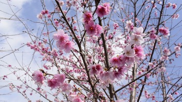 Điện Biên: Hơn 1.500 cây hoa Anh Đào Sakura, Nhật Bản đang bung mình khoe sắc trên đảo Pá Khoang 