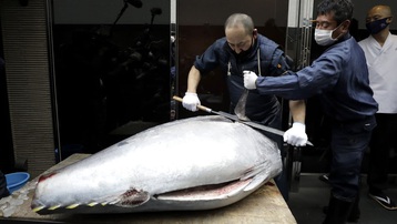 Ẩm thực cao cấp suy thoái, giá 'siêu cá ngừ' Nhật sụt thảm chỉ còn 5 tỷ đồng