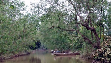 Vĩnh Long: Bồng bềnh sóng nước sông Hậu khám phá miệt vườn Cù lao Mây 