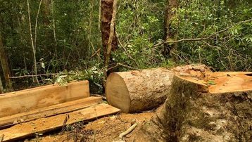 Gia Lai: Khởi tố Trạm trưởng bảo vệ rừng và 2 nhân viên khai thác gỗ trái phép
