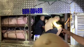 Quảng Ninh: Phát hiện 4 người trốn trong xe chở lợn để 'thông chốt' cầu Bạch Đằng