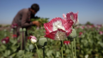 ‘Vựa thuốc phiện’ Afghanistan và nguy cơ khủng bố ma túy  