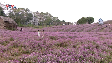 Cánh đồng hoa cúc Bách Nhật giữa lòng Thủ đô hút khách
