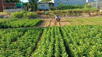 Nông dân trồng hoa, rau màu ở Ninh Thuận thấp thỏm lo 'đói' vụ Tết