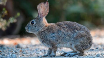 WHO: Loài thỏ và chồn có thể là động vật lây lan virus SARS-CoV-2 sang người