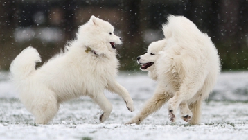 Không có gì gọi là giá lạnh, một số loài động vật vui vẻ khi tuyết rơi dày